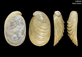 <i>Peltospira delicata</i> Species of gastropod