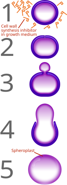 File:Penicillin spheroplast generation.svg