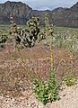 Penstemon bicolor subsp. roseus