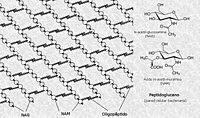 Estructura del peptidoglucano de la pared bacteriana