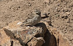 Petronia petronia - Rock sparrow 02.jpg