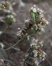 Timberline phacelia, scorpioid flowerheads