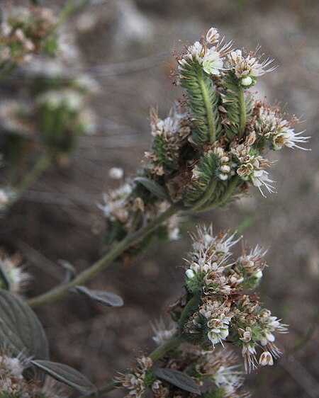 Phacelia hastata scorpioid flowerheads.jpg