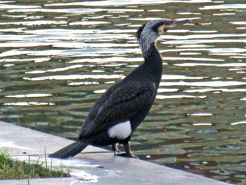 File:Phalacrocorax carbo sinensis (Phalacrocoracidae) - (adult), Arnhem, the Netherlands.jpg