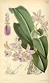 Phalaenopsis lueddemanniana plate 5523 in: Curtis's Bot. Magazine (Orchidaceae), vol. 91, (1865)