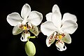 Phalaenopsis stuartiana