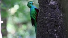 Tiedosto: Pharomachrus mocinno Monteverde.ogv