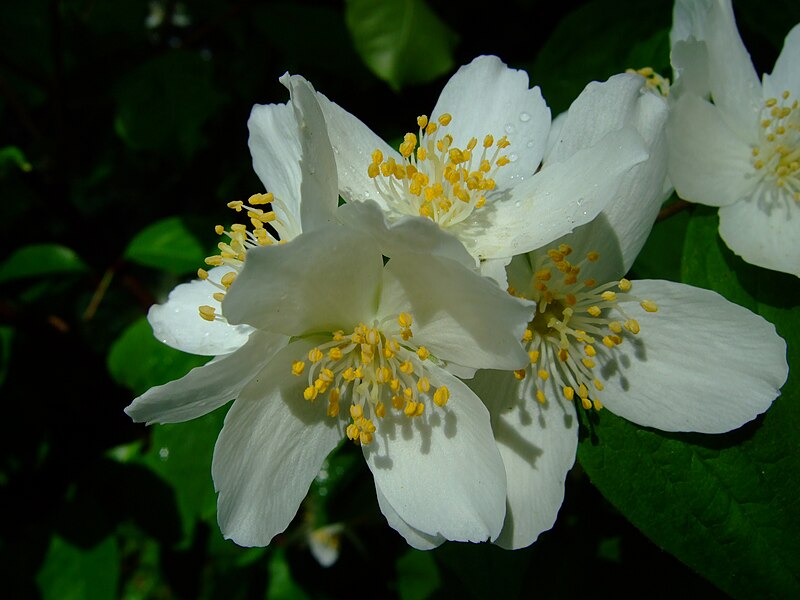 File:Philadelphus coronarius 2.jpg