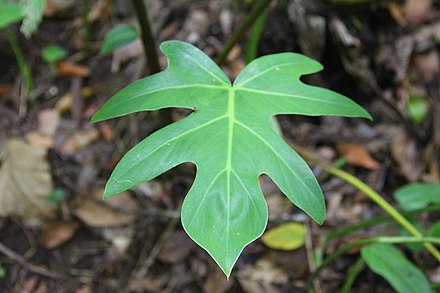 Филодендрон гитаровидный. Филодендрон bipennifolium. Филодендрон panduriforme. Филодендрон bipennifolium Gordon. Филодендрон bipennibolium Aurea.