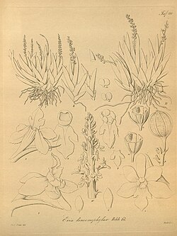 Phreatia limenophylax (as Eria limenophylax)-Xenia 2-130 (1874).jpg