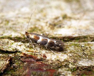 <i>Phyllonorycter nicellii</i> Species of moth