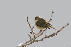 Phylloscopus collybita Common Chiffchaff Çıvgın