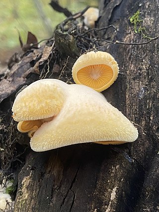 <span class="mw-page-title-main">Phyllotopsidaceae</span> Family of fungi
