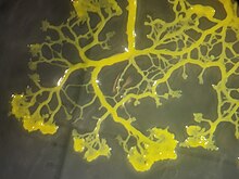 Long strands of Physarum polycephalum streaming along as it forms a plasmodium with many nuclei without individual cell membranes Physarum polycephalum strain LU352 - 4.jpg