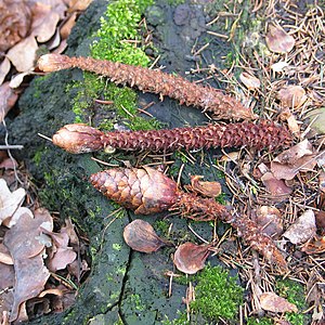 Polski: Szyszki świerka pospolitego Picea abies wyjedzone przez wiewiórki, Wrocław English: Picea abies cones eaten by squirrels, Wrocław