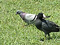 Common Rock Pigeon walking across the grass. There is an American coot in front of the pigeon.