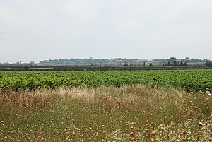 PikiWiki Israel 39851 Agriculture in Israel.JPG