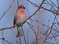 Thumbnail for File:Pine Grosbeak - 39748993011.jpg