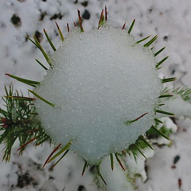 Pine at exhibition