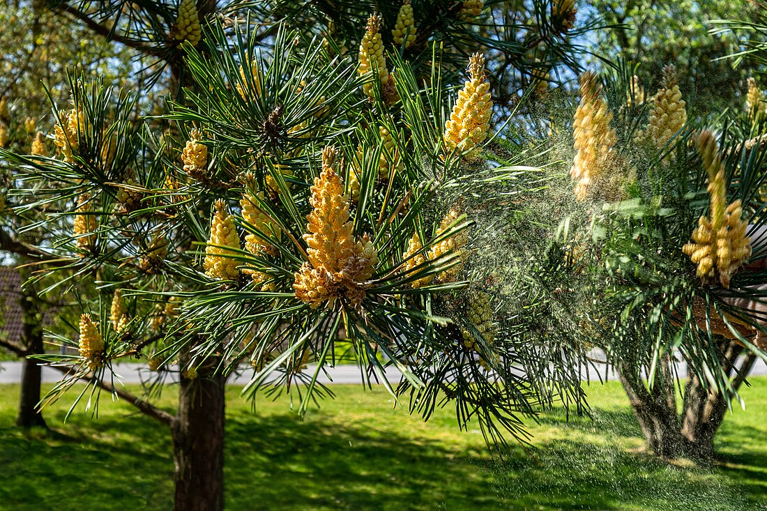 Vindblommig växt