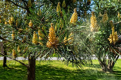 Pine releasing pollen into the wind in Tuntorp