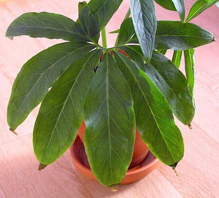 Tập_tin:Pinellia_pedatisecta_leaf.jpg