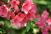 Pink Azaleas (1395321868).jpg