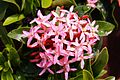 Pink mini ixora.jpg