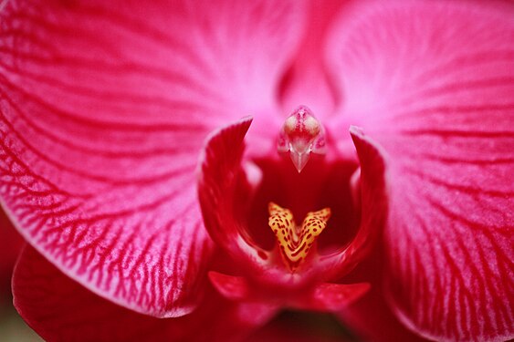 Pink phalaenopsis