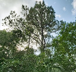 Pinus caribaea, Candelaria, Pinar del Río, Cuba 1.jpg