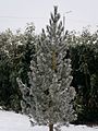 Pinus cembra in the winter