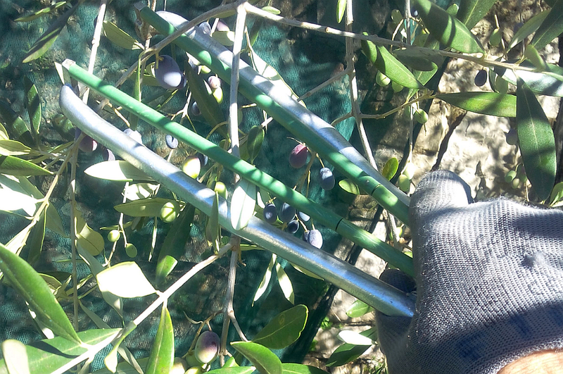 File:Pinza raccolta olive 02.png