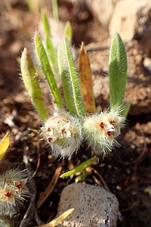 Plantago cretica kz3.jpg