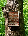 War memorial oak tree in Bexley Woods, Bexley.