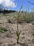 Thumbnail for Platanthera cooperi