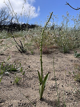 <i>Platanthera cooperi</i> Species of plant