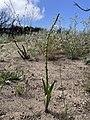 Platanthera cooperi