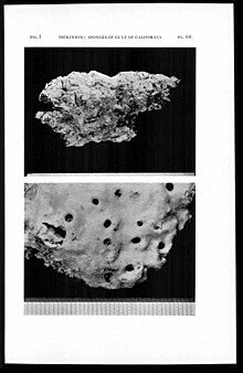 Plate 64 (Dickinson, 1945).jpg