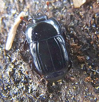 <i>Platysoma</i> Genus of beetles