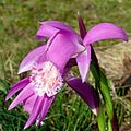 Pleione formosana