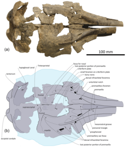 Pliodelphis holotype skull (1).png