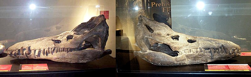 File:Pliosaurus rossicus Skull.jpg