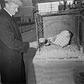 Poultry show (1955)
