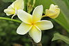 Plumeria rubra