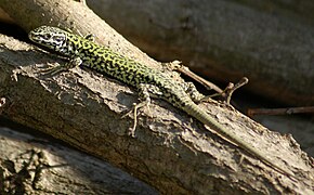 Podarcis sicula (Italian Wall Lizard)