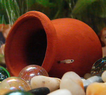 A guppy fry in an aquarium at one week of age