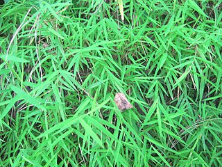 <i>Pogonatherum</i> Genus of grasses