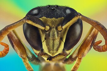 Portrait of a paper wasp.jpg