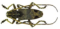 Miniatura para Potemnemus scabrosus