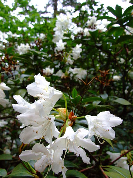 File:Průhonice, zámecký park, kvetoucí rododendron bílý.jpg